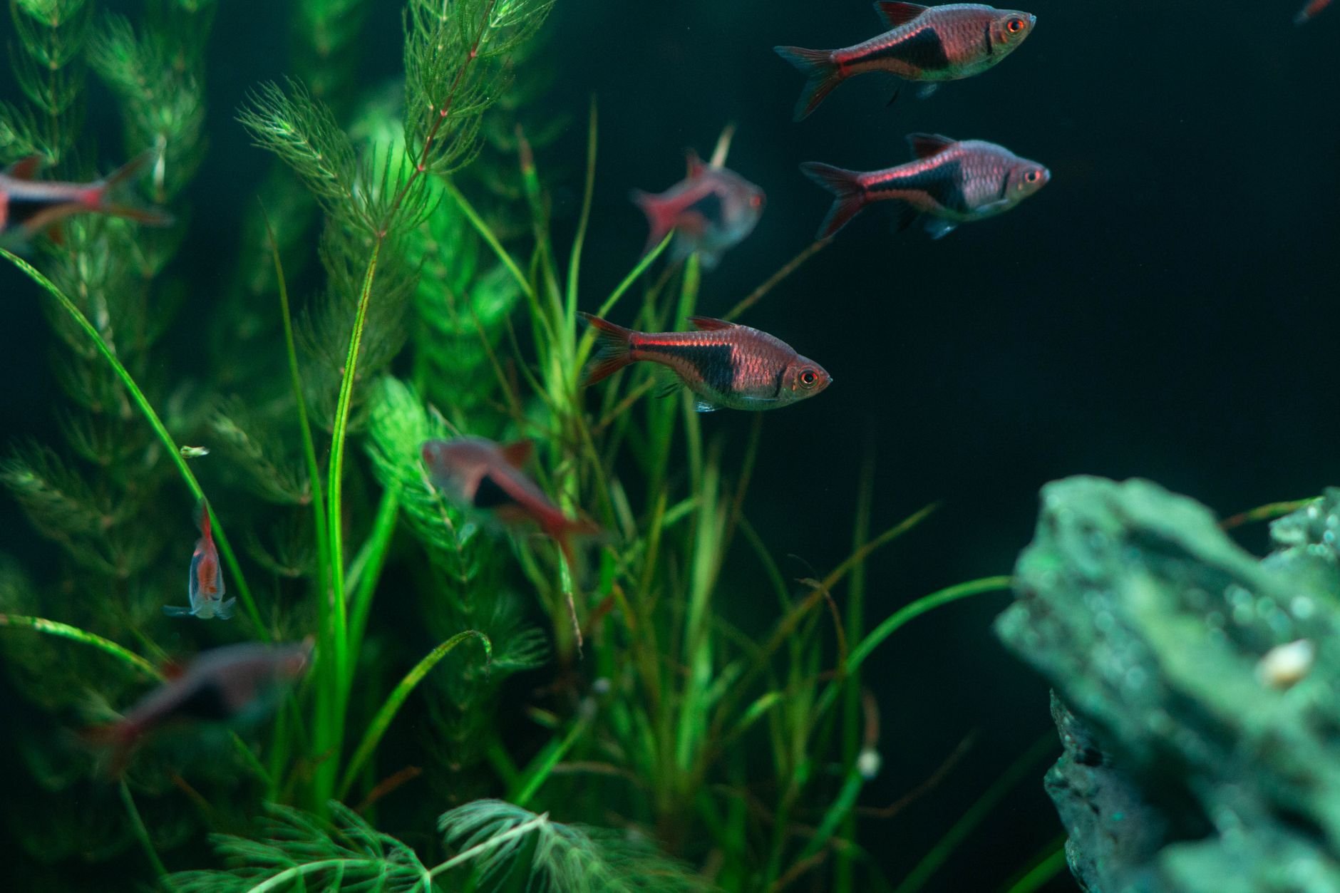 Vibrant aquarium fish swimming among lush green plants in a freshwater planted tank