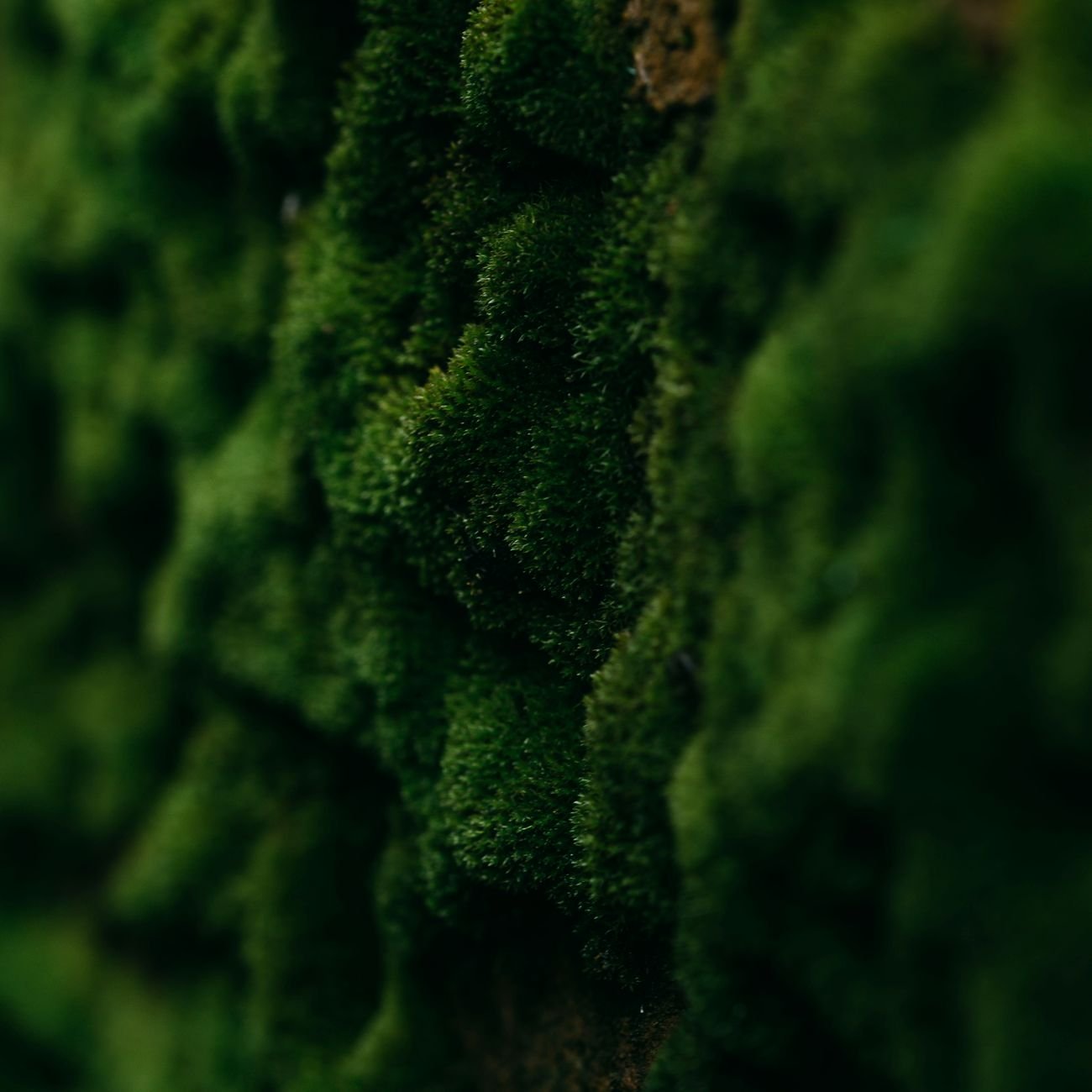 Rich green moss texture, close up