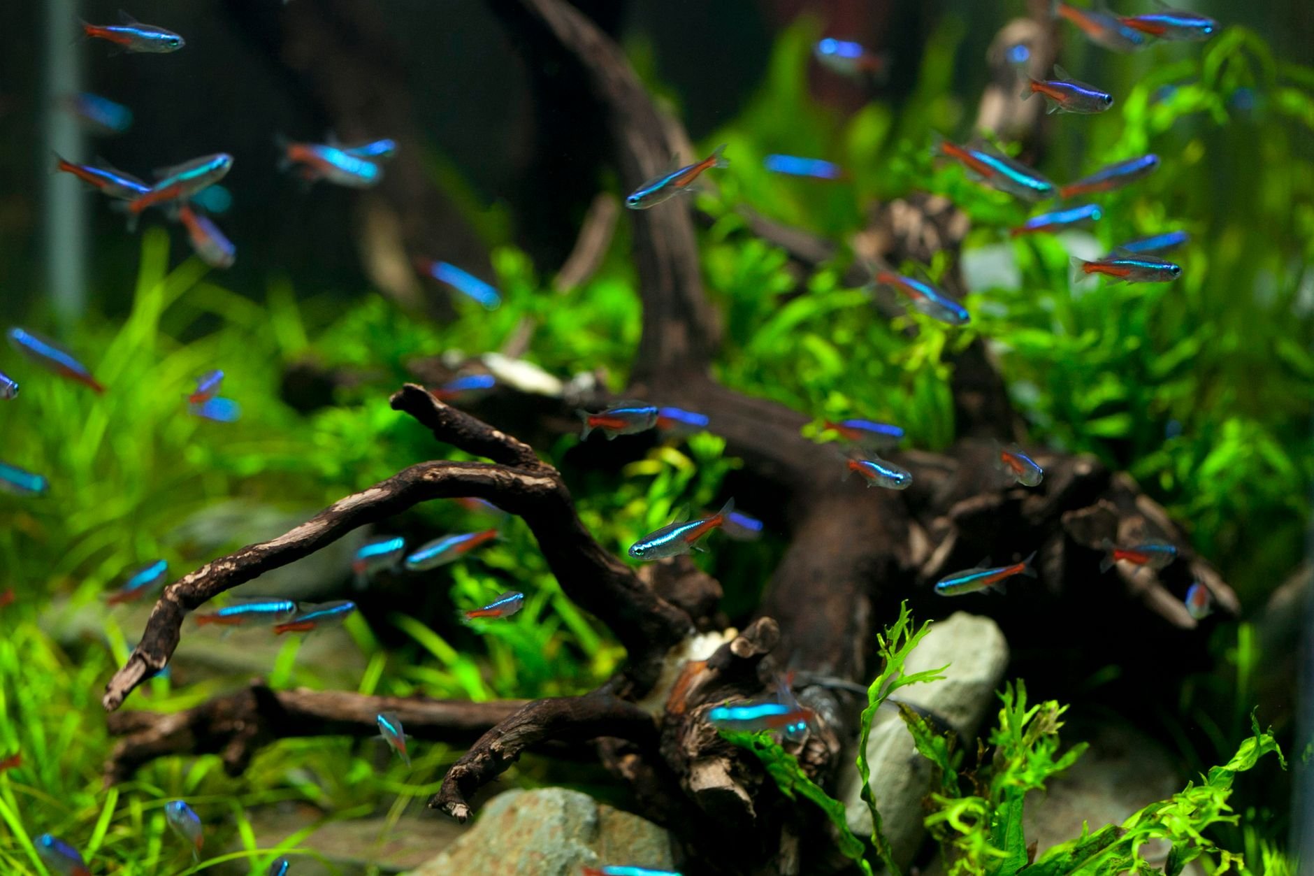 Freshwater aquarium with neon tetras swimming among driftwood and aquatic plants