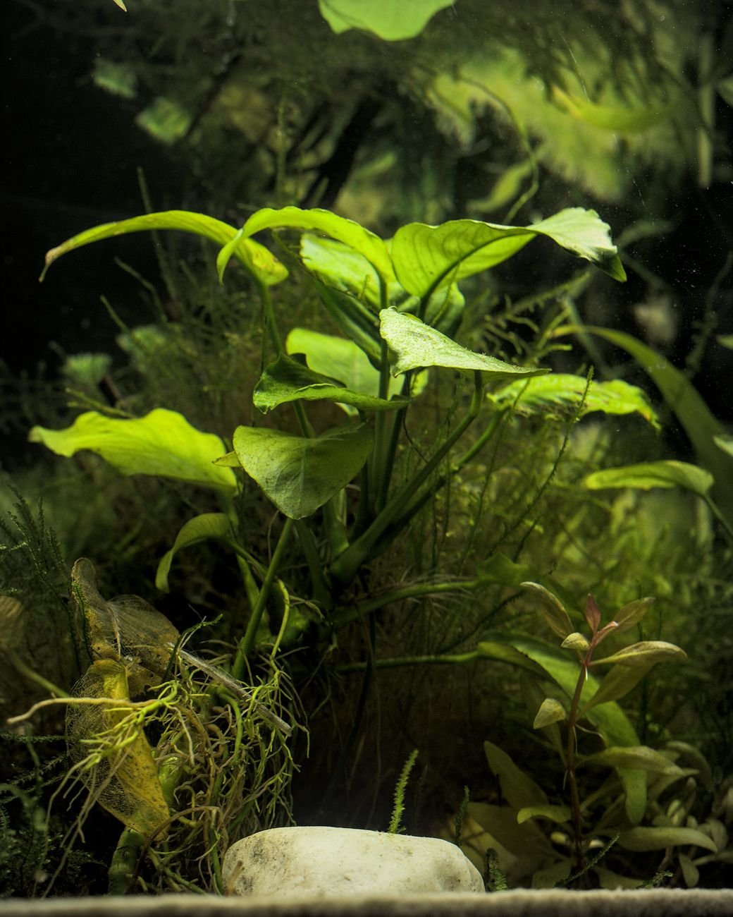 Vibrant green aquarium plants with detailed textures in an aquascape