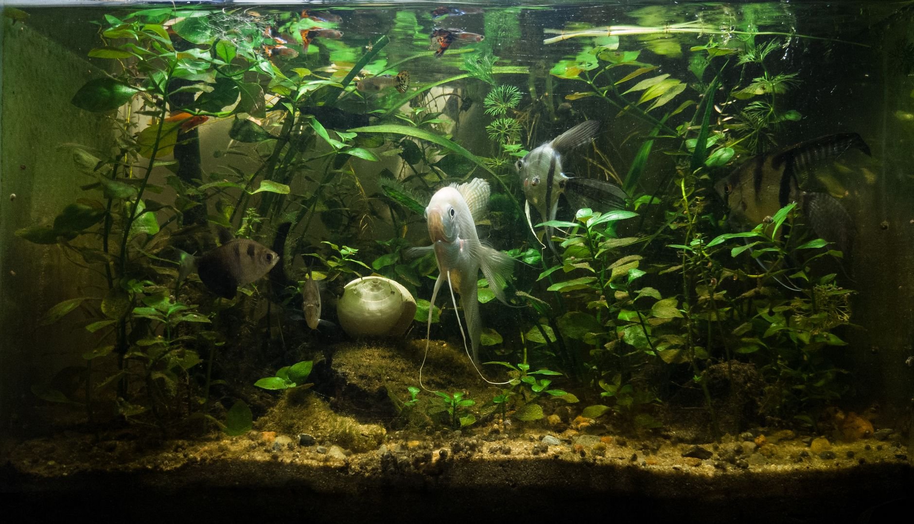 Beautifully maintained freshwater aquarium filled with lush green plants and angel fish